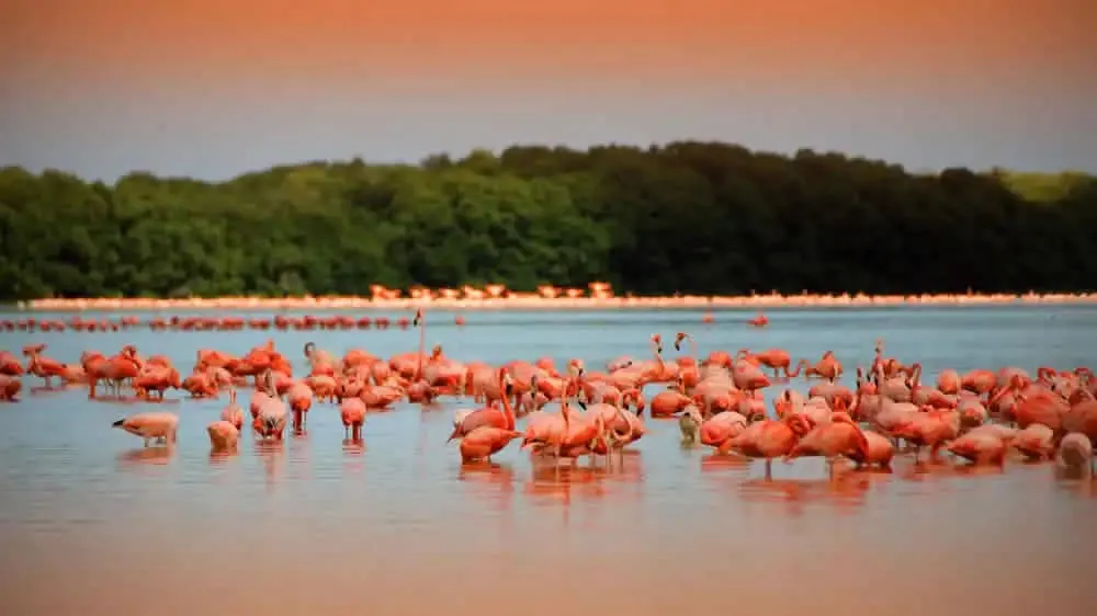 Pink flamingos feeding in the Ría Celestún Biosphere Reserve