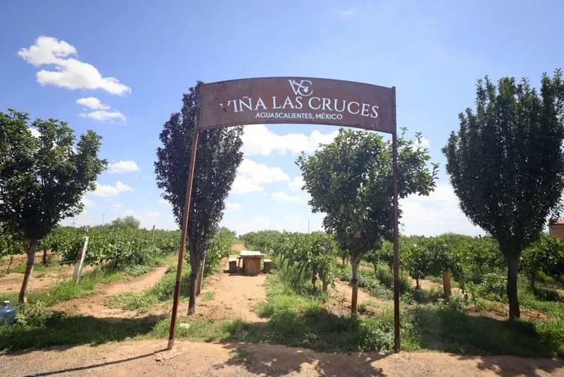 Aguascalientes vineyard rows and countryside scenery during warm April weather