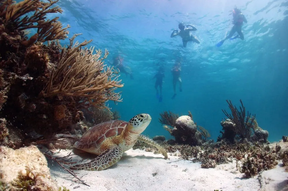 Green sea turtle swimming in shallow clear water at Akumal Bay Mexico near seagrass bed