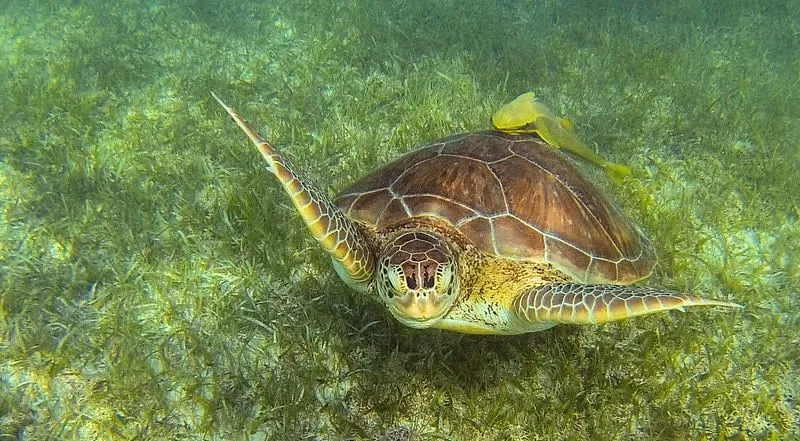 Clear Akumal Bay water where visitors snorkel with sea turtles