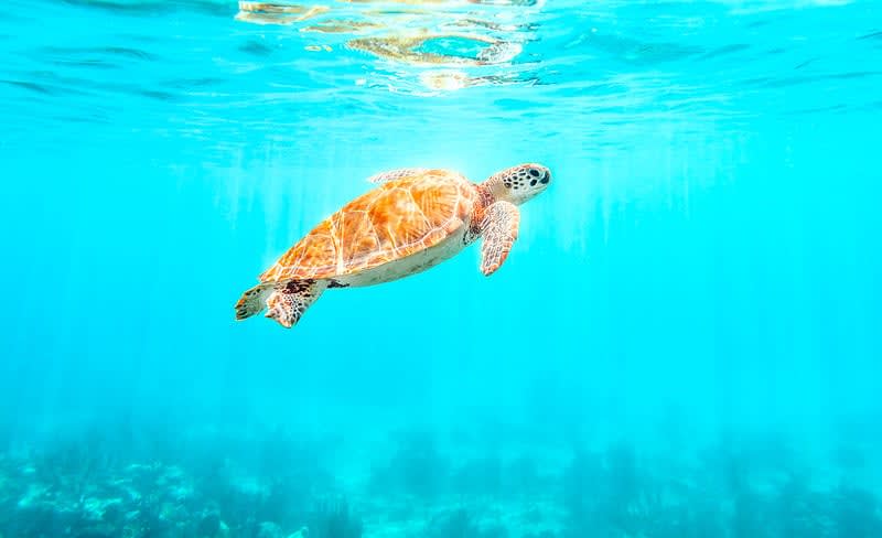 Akumal Bay, a short detour off Highway 307 between Cancun and Tulum, famous for swimming with sea turtles