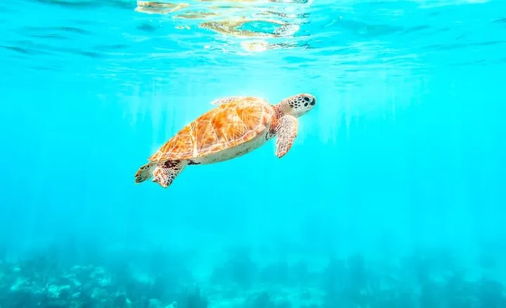 Playa del Carmen to Tulum 2026: 5 Ways to Get There (Prices & Times)