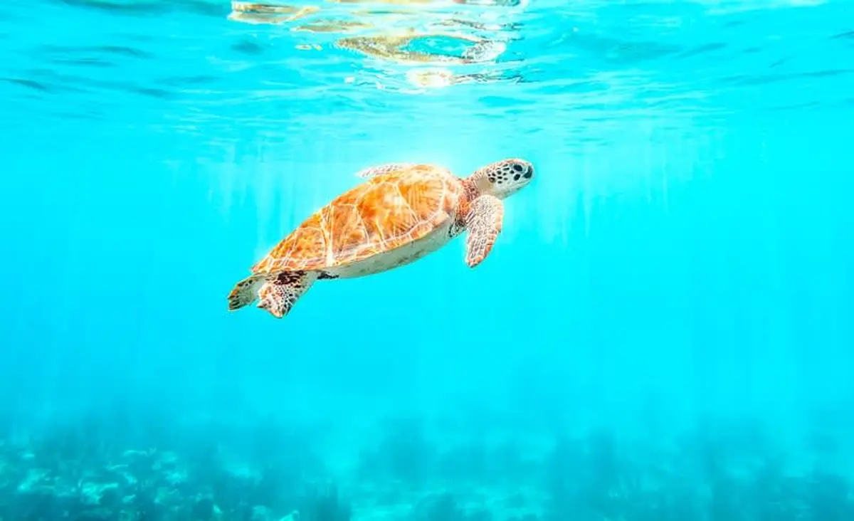 Playa del Carmen to Tulum 2026: 5 Ways to Get There (Prices & Times)