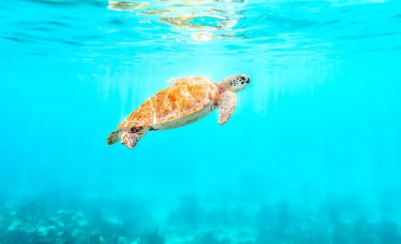 Sea turtles swimming in crystal clear water at Akumal Bay near Playa del Carmen