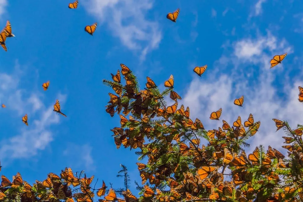 Colorful street scene during Angangueo butterfly season festivities