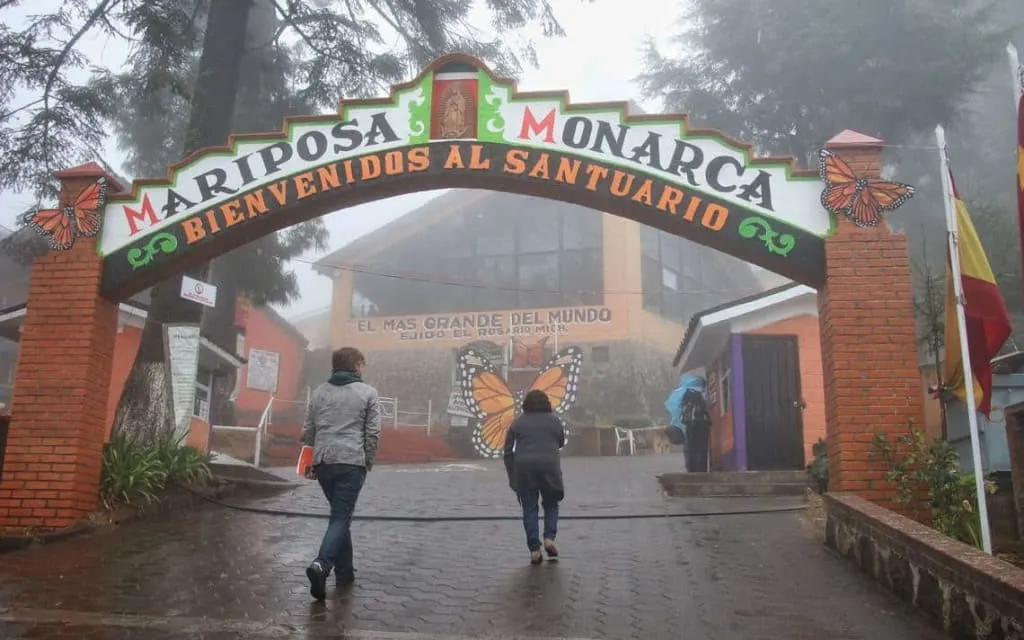 Hundreds of millions of Monarch butterflies covering oyamel fir trees at El Rosario sanctuary in Angangueo, Michoacán — one of the world's great natural spectacles