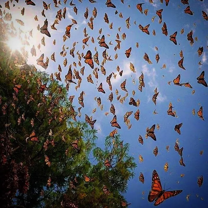 Close view of orange monarch butterflies in the reserve