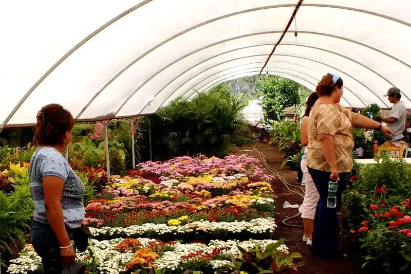 Potted flowers arranged in neat rows at an Atlixco nursery