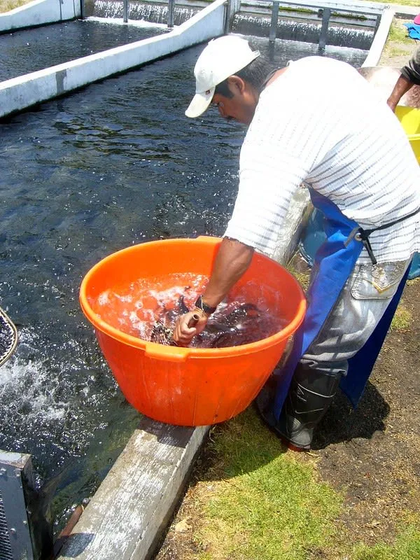 Rainbow trout ponds in Atlimeyaya near Atlixco