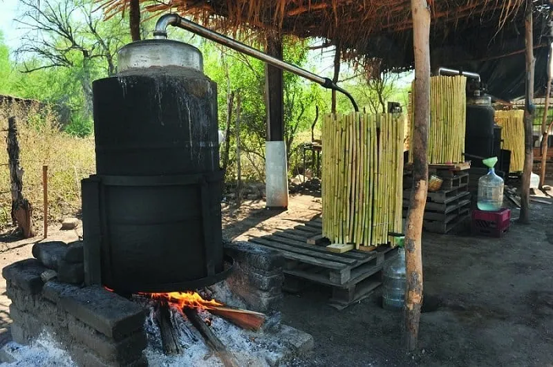 Roasted agave hearts used for traditional bacanora production