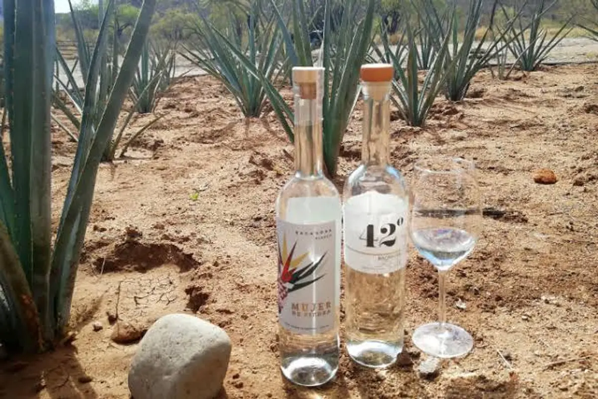 Bacanora&#8217;s Unique Flavor Journey in Northern Mexico