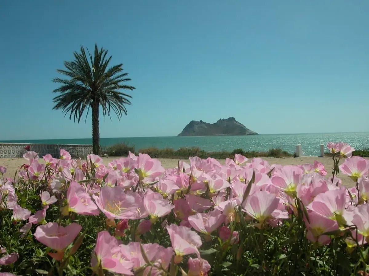 Bahia de Kino, Sonora: A Seafood Lover's Paradise