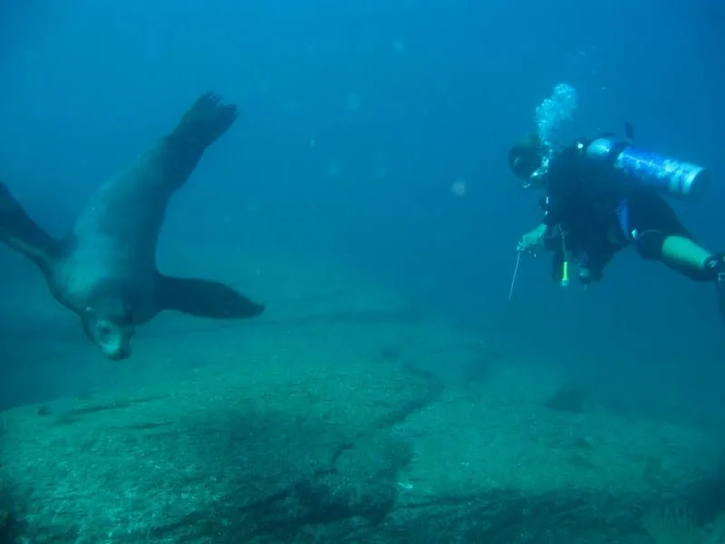 Scuba diver exploring clear Sea of Cortez water near Bahia de Los Angeles