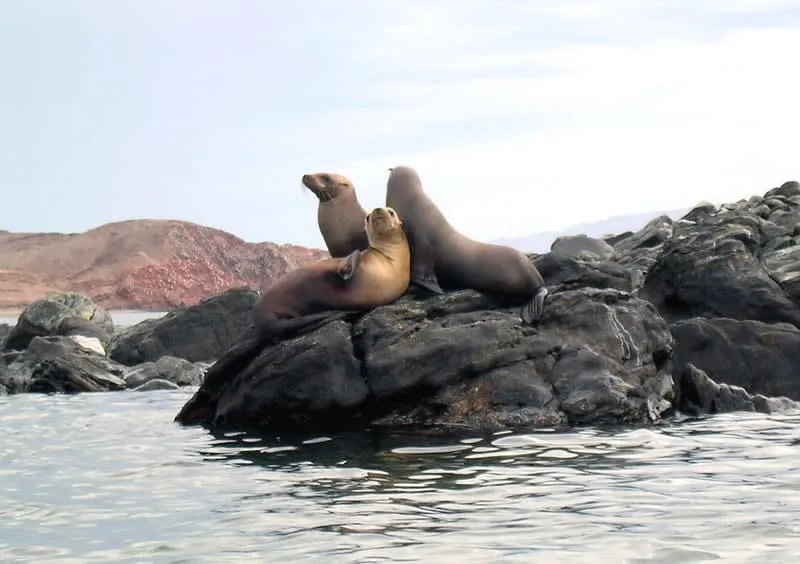 Sea lions resting on rocks in the San Lorenzo Archipelago near Bahia de Los Angeles