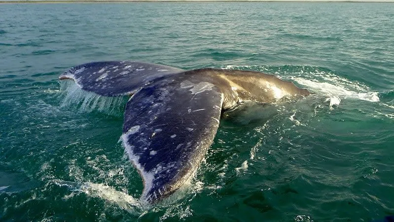 Gray whale tail rising from the ocean in Magdalena Bay