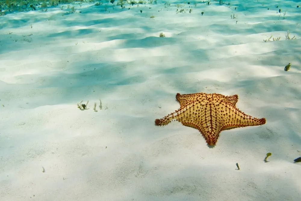 best beaches in cozumel