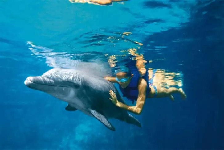 cancun dolphins — Cancun Family Friendly Resorts