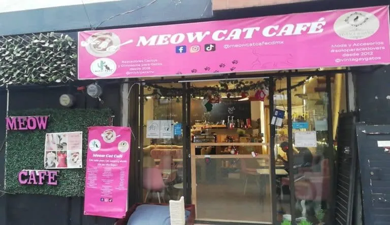 Cat lounging beside tables inside a Mexico City cafe