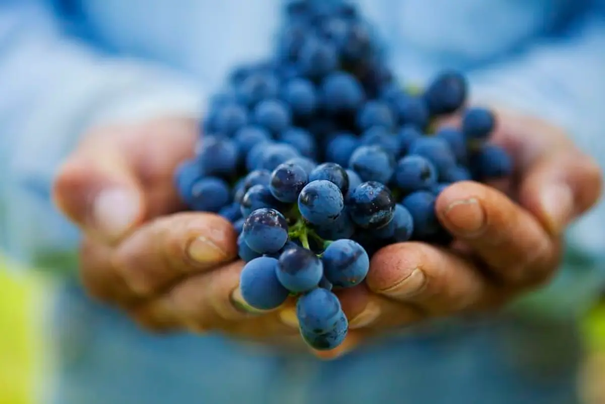 Mexico's Top 12 Acclaimed Wines: Mexican Elegance in Every Sip