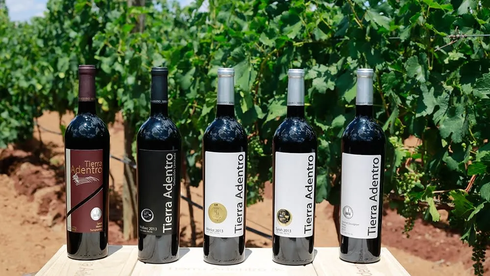 Five wine bottles in front of vineyard rows