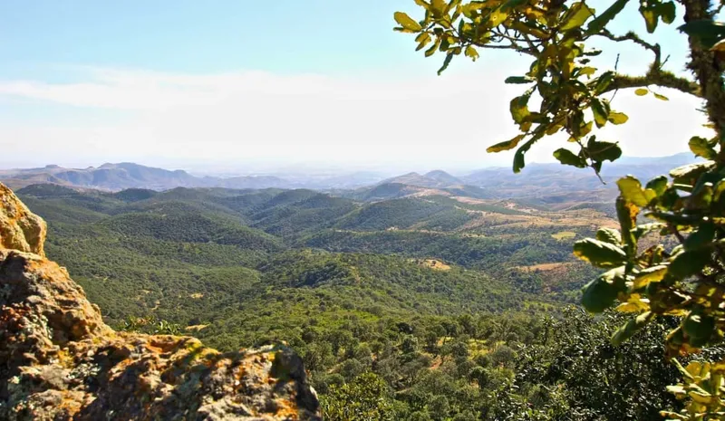 Oak forest and trail in Las Palomas Natural Reserve, Guanajuato