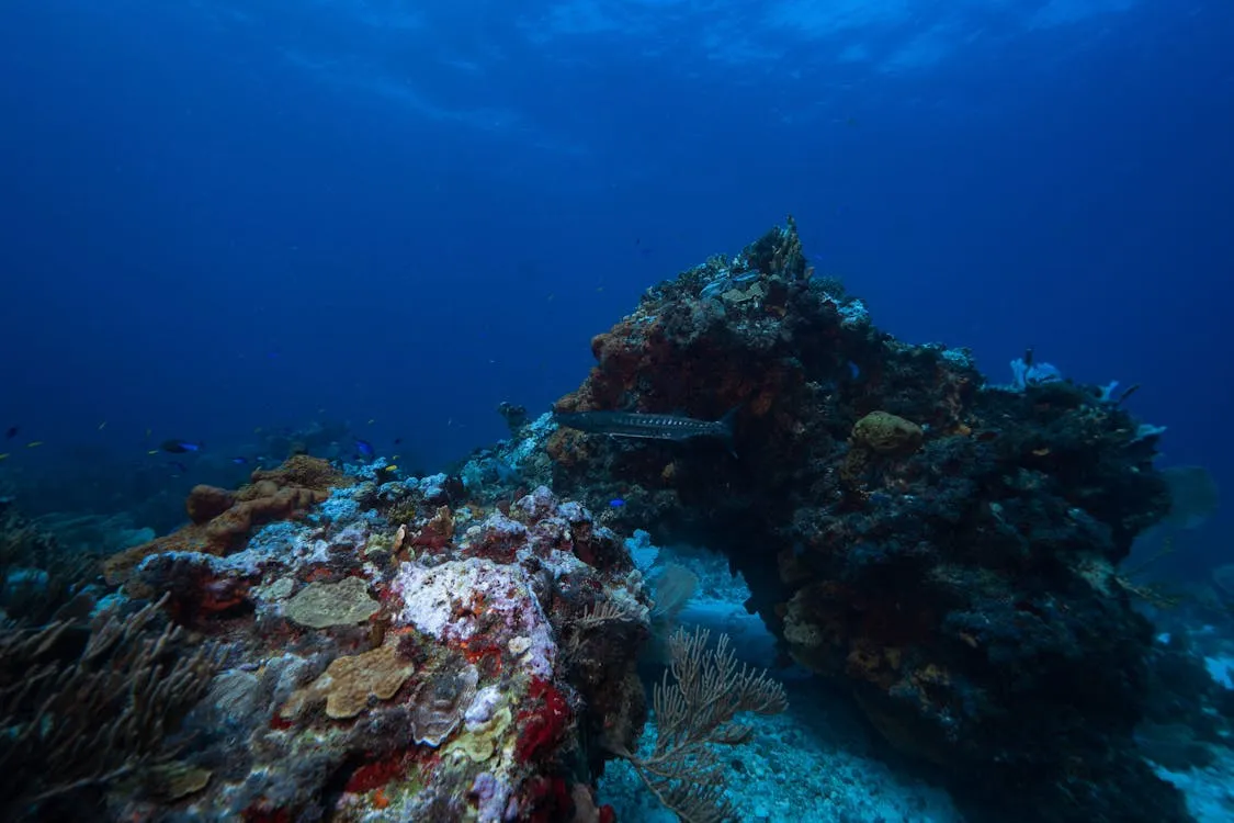 Snorkeling over a coral reef in the crystal-clear Caribbean Sea near Cancun — fish darting through staghorn coral in turquoise water