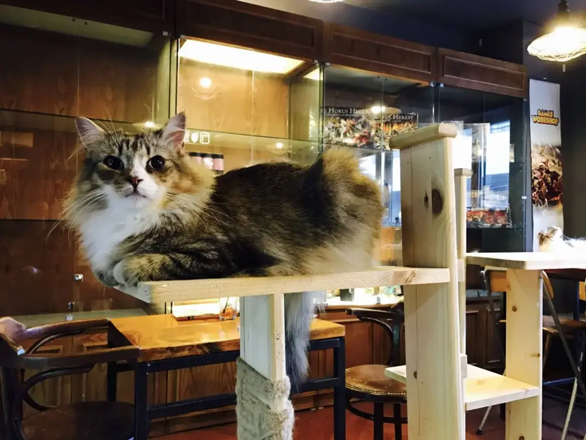 Mexico&#8217;s Top 5 Cat Cafes That Will Steal Your Heart