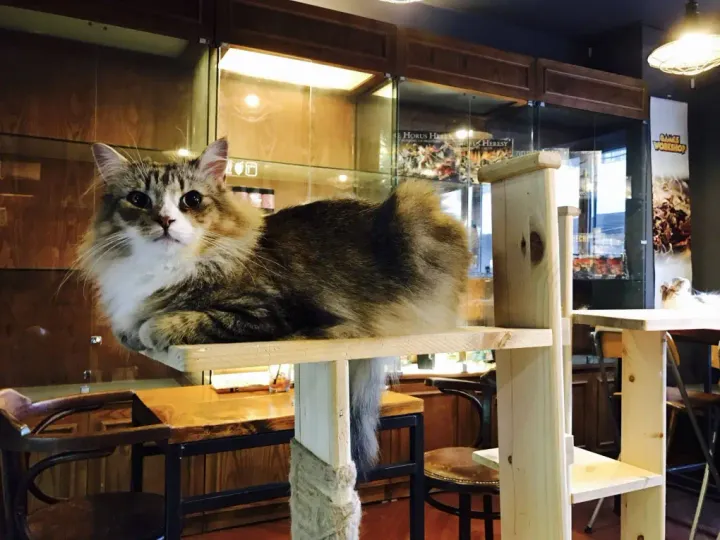 Mexico&#8217;s Top 5 Cat Cafes That Will Steal Your Heart
