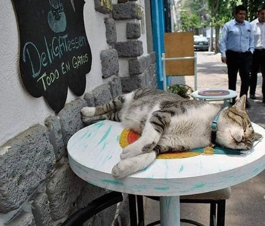 Cafe dessert counter with cat-themed decor and seating