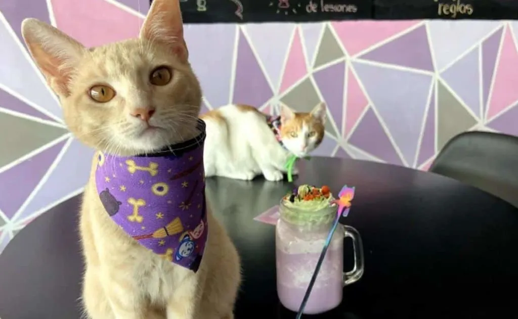 Meow Cat Cafe dining room in Puebla