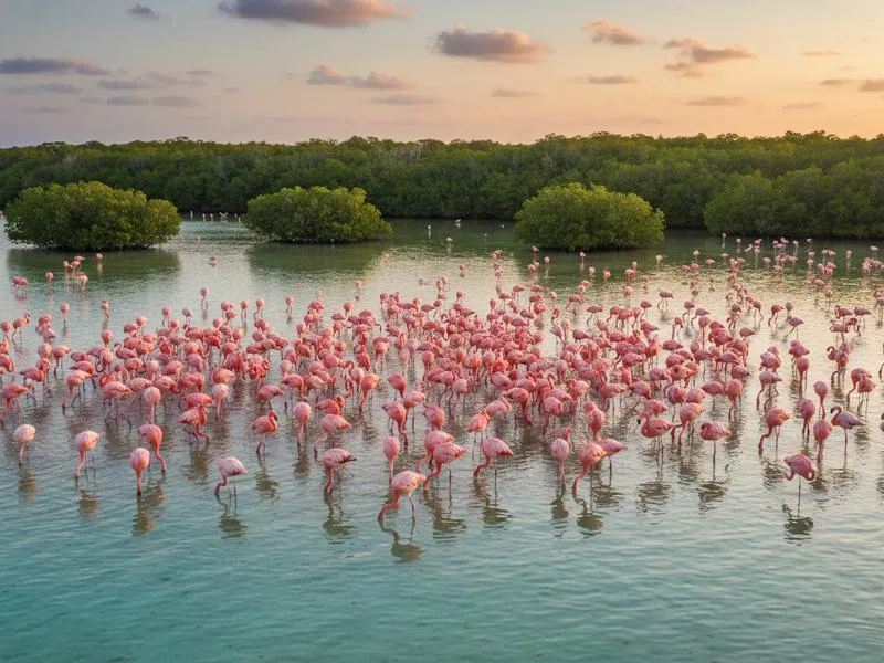 Pink flamingos wading in shallow water at Celestún biosphere reserve near Mérida Yucatán Mexico