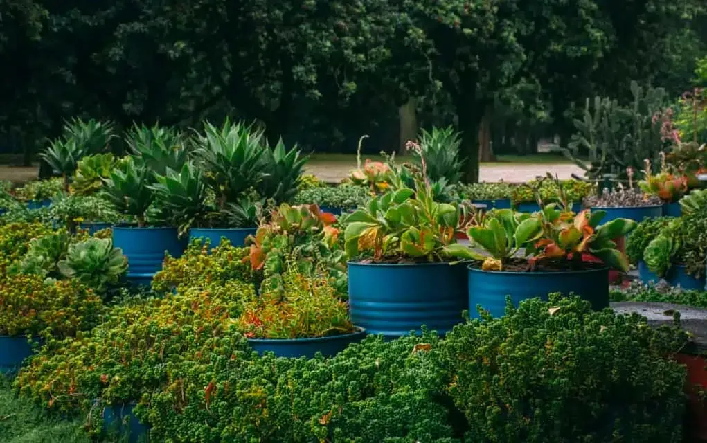 Greenhouse and planted paths inside Chapultepec Botanical Garden