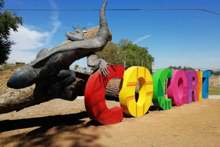 Colorful bird murals painted on walls in Cócorit, a Yaqui town near Ciudad Obregón