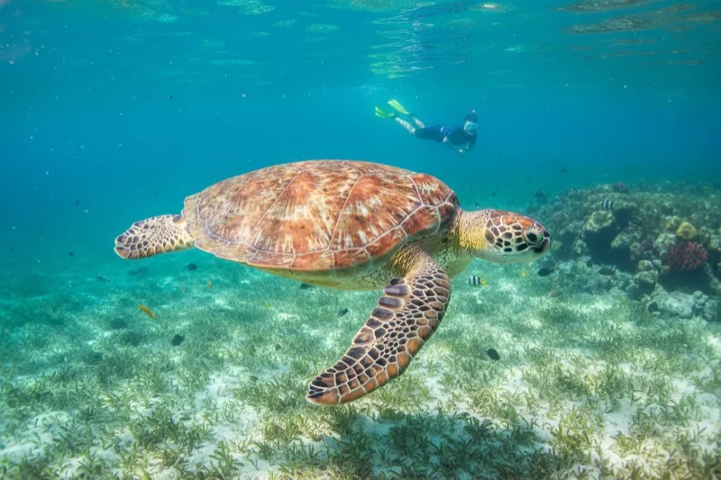 A large green sea turtle feeding on seagrass in the shallow turquoise waters of Akumal Bay near Tulum — snorkelers visible in the background