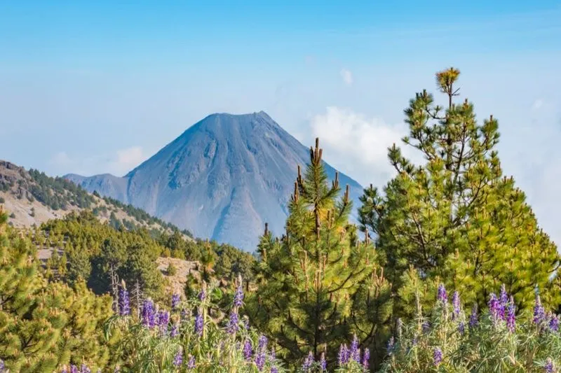 Palm-lined Colima viewpoint with the volcano rising beyond green summer hills