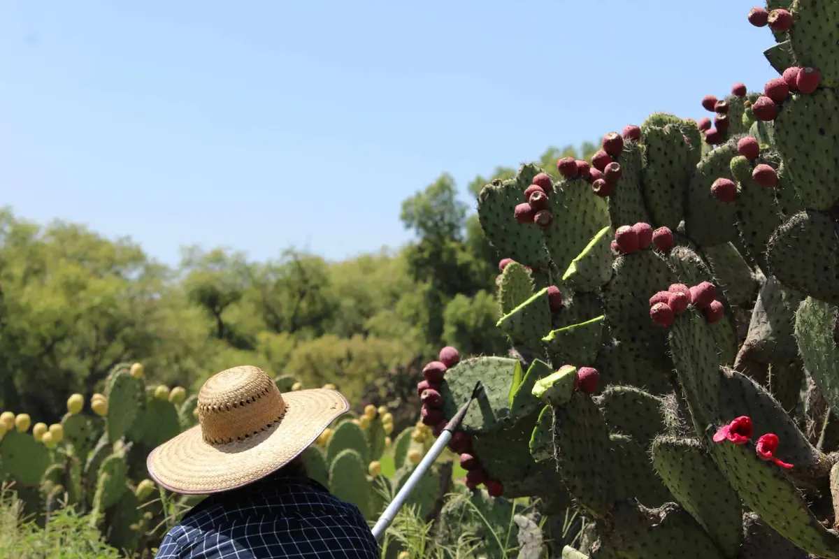 Try Colonche! Mexico&#8217;s Timeless Prickly Pear Drink