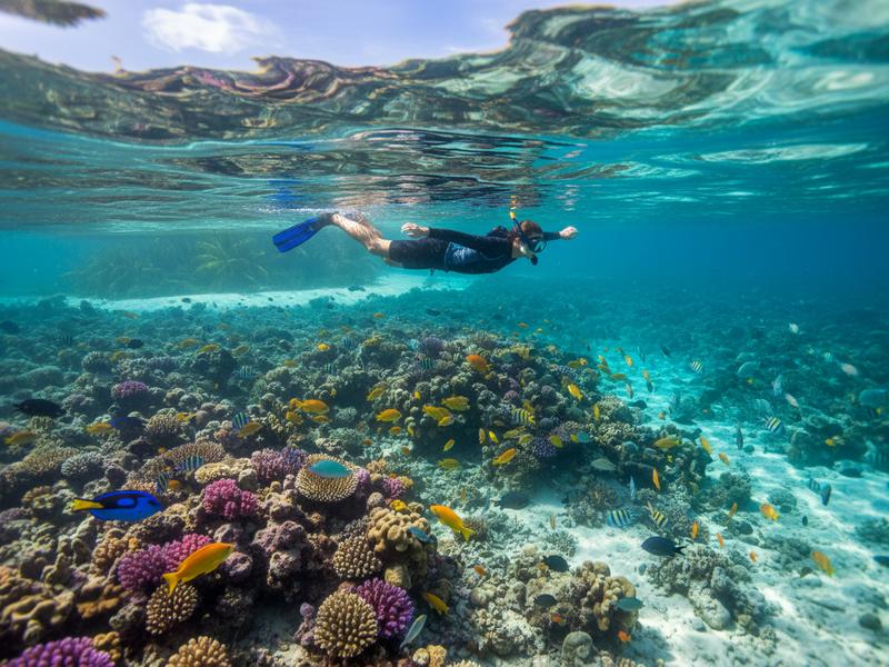 Divers at Palancar Reef, Cozumel — one of the world's top dive destinations with 30+ metre visibility year-round