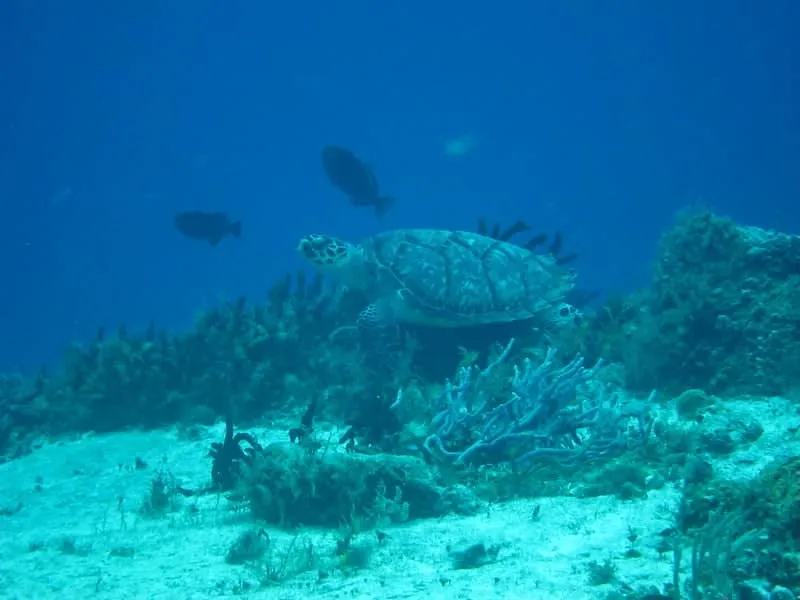 cozumel beaches — Best Beaches In Cozumel