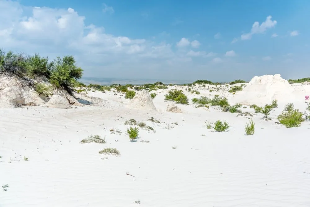 White gypsum dunes near Cuatro Cienegas with desert vegetation