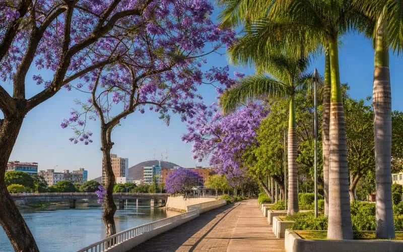 Dry April morning on a palm-lined Culiacan riverwalk with purple spring flowers and warm Sinaloa light
