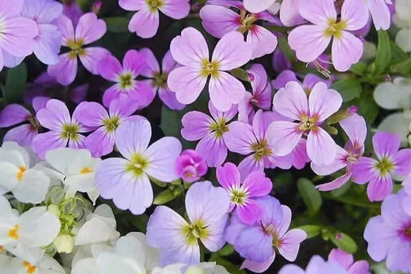 Cempasúchil marigold offerings during a Mexican national celebration — flowers are a central symbol of both Fiestas Patrias and Día de Muertos