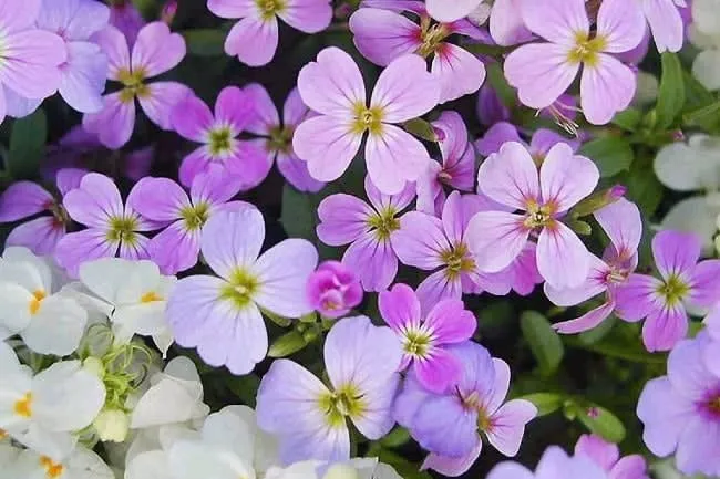 flowers — Day Of The Dead