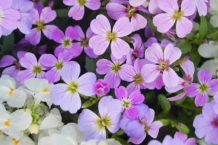 Day of the Dead Mexico 2026: Complete Día de Muertos Guide