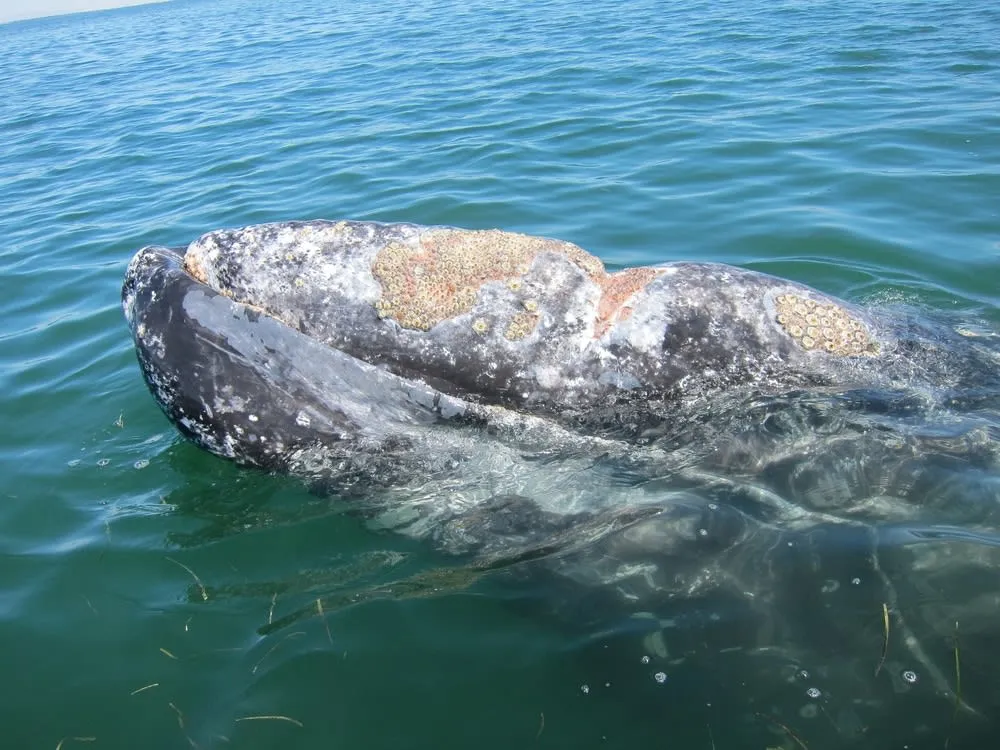 Ensenada waterfront and harbor — the cruise ship port and fishing pier of Ensenada, Baja California Norte