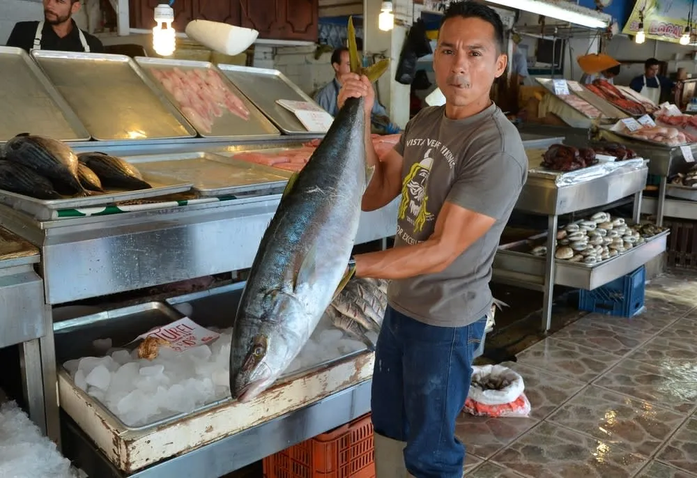 Ensenada city panorama from the hills — the coastal city spread along Todos Santos Bay in Baja California