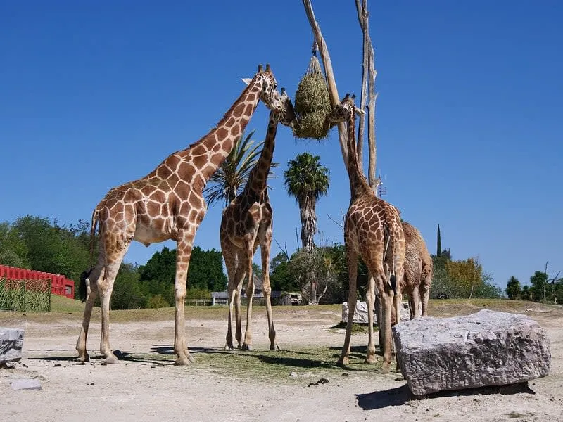 Giraffes standing in an open grassy safari park
