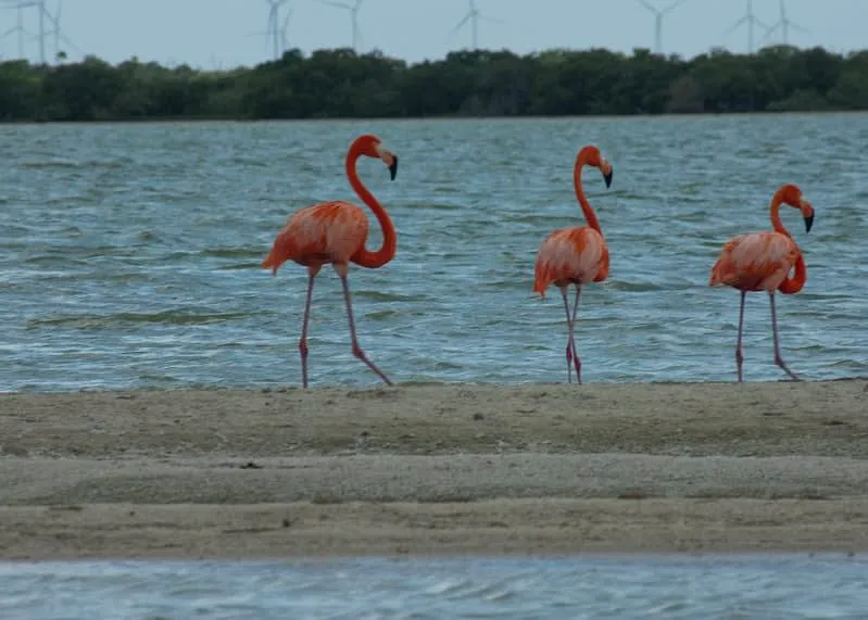 Small boat moving through water beside a dense mangrove shoreline