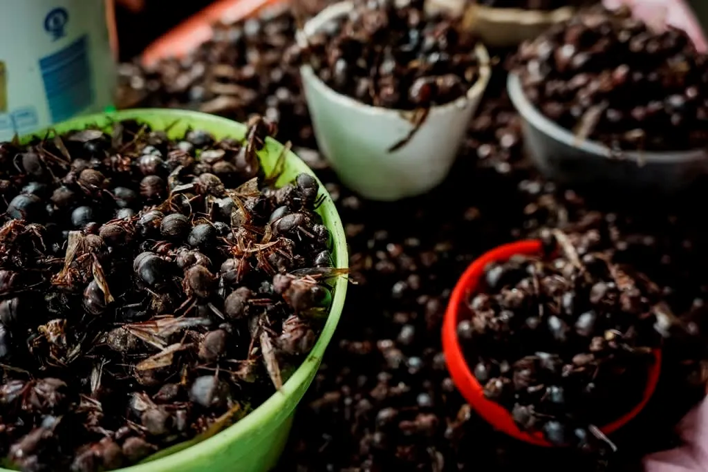 Nucú chicatana ants being prepared as a traditional snack in Chiapas