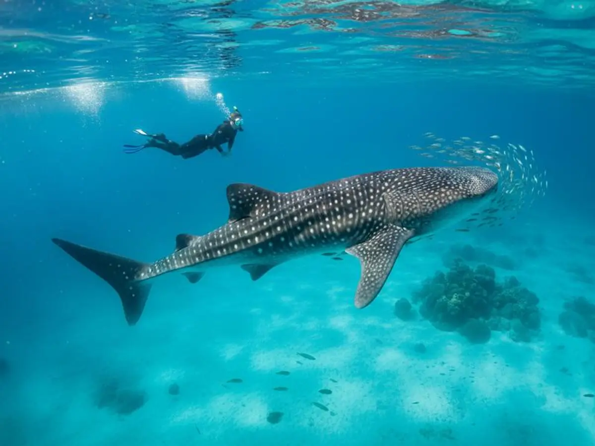 25 Best Things to Do in Isla Mujeres 2026: Playa Norte, Golf Carts & Whale Sharks