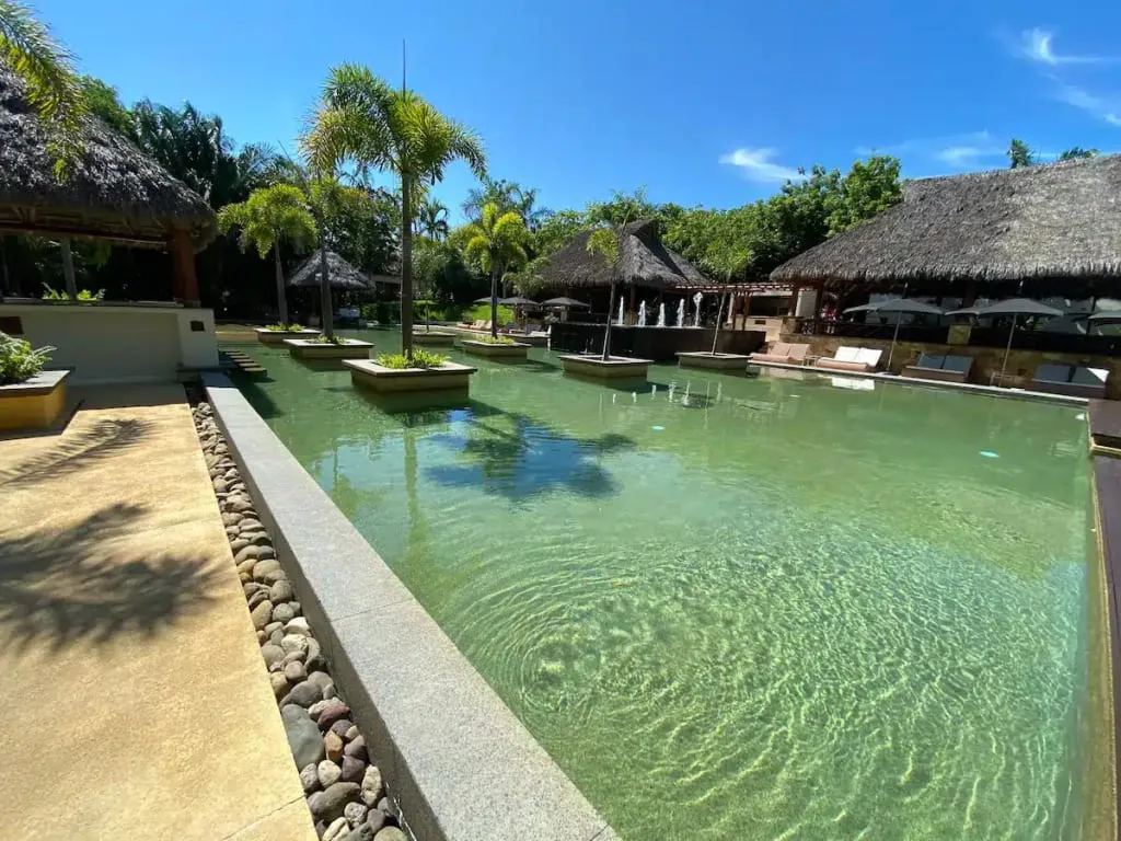 Haixa higuera blanca